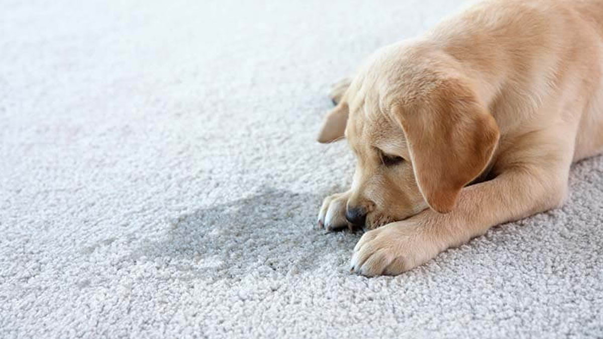 Cão aparentemente triste por ter feito xixi no local errado.
