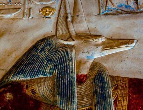 O cachorro do faraó – conheça o Pharaoh Hound!